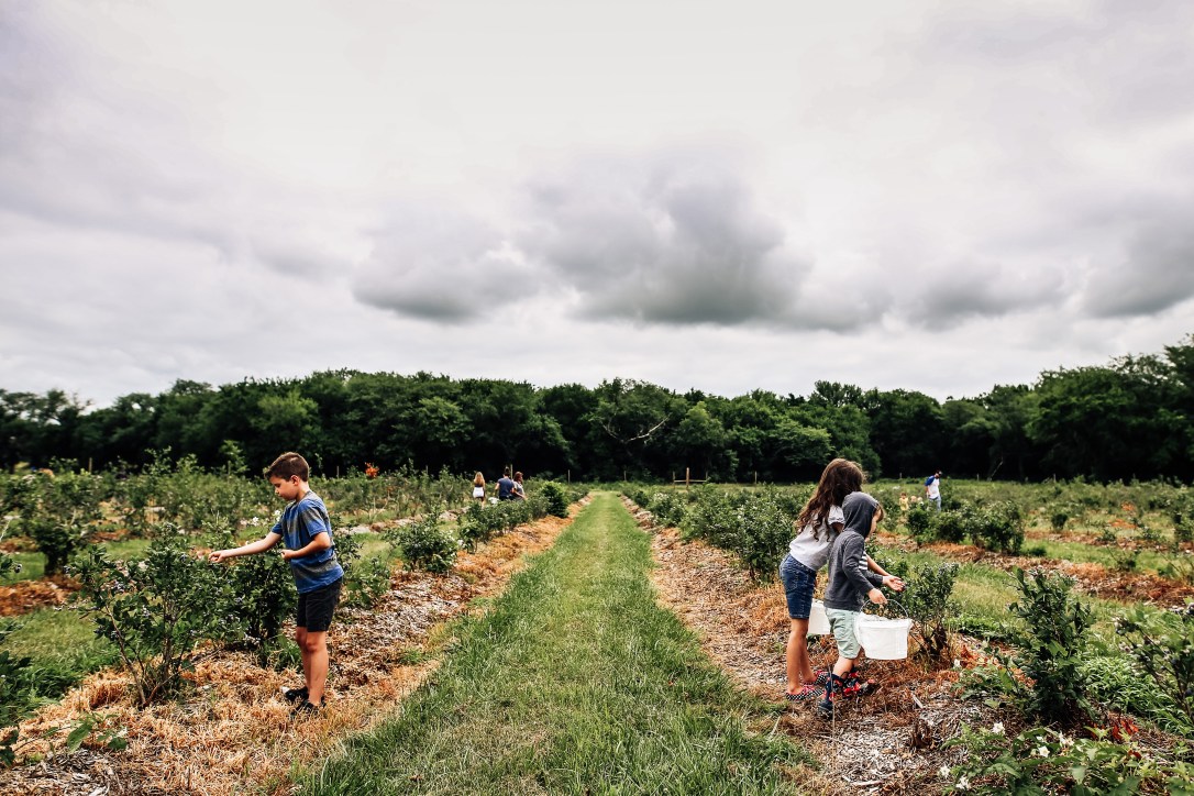 blueberry blackberry strawberry picking orchard family photography kansas city donuts berry patch
