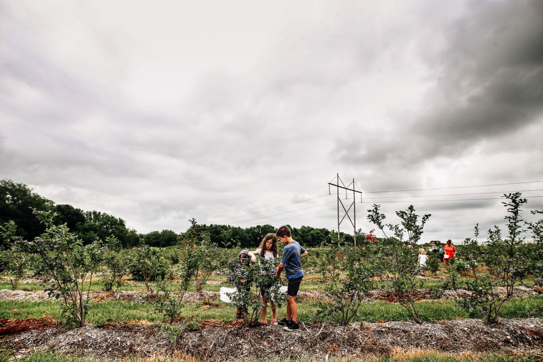 blueberry blackberry strawberry picking orchard family photography kansas city donuts berry patch