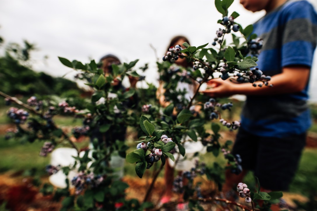 blueberry blackberry strawberry picking orchard family photography kansas city donuts berry patch