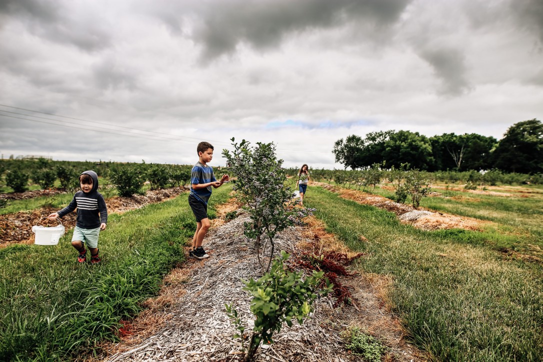 blueberry blackberry strawberry picking orchard family photography kansas city donuts berry patch