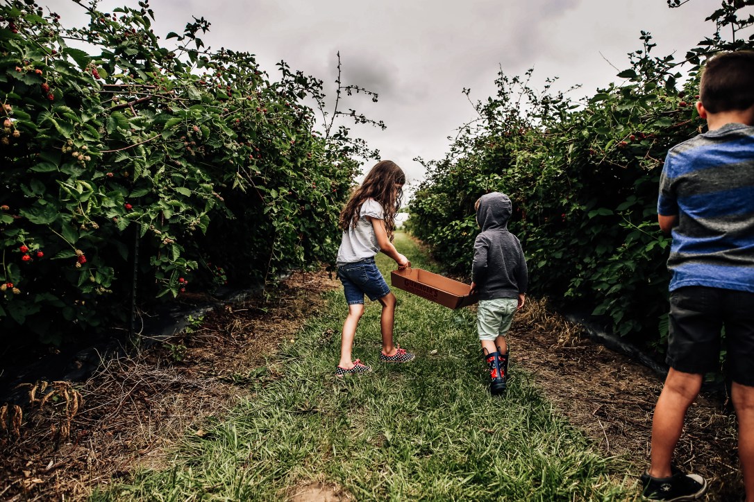 blueberry blackberry strawberry picking orchard family photography kansas city donuts berry patch