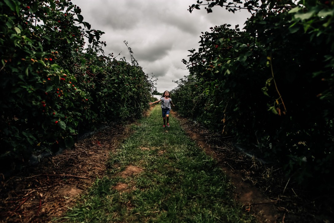 blueberry blackberry strawberry picking orchard family photography kansas city donuts berry patch