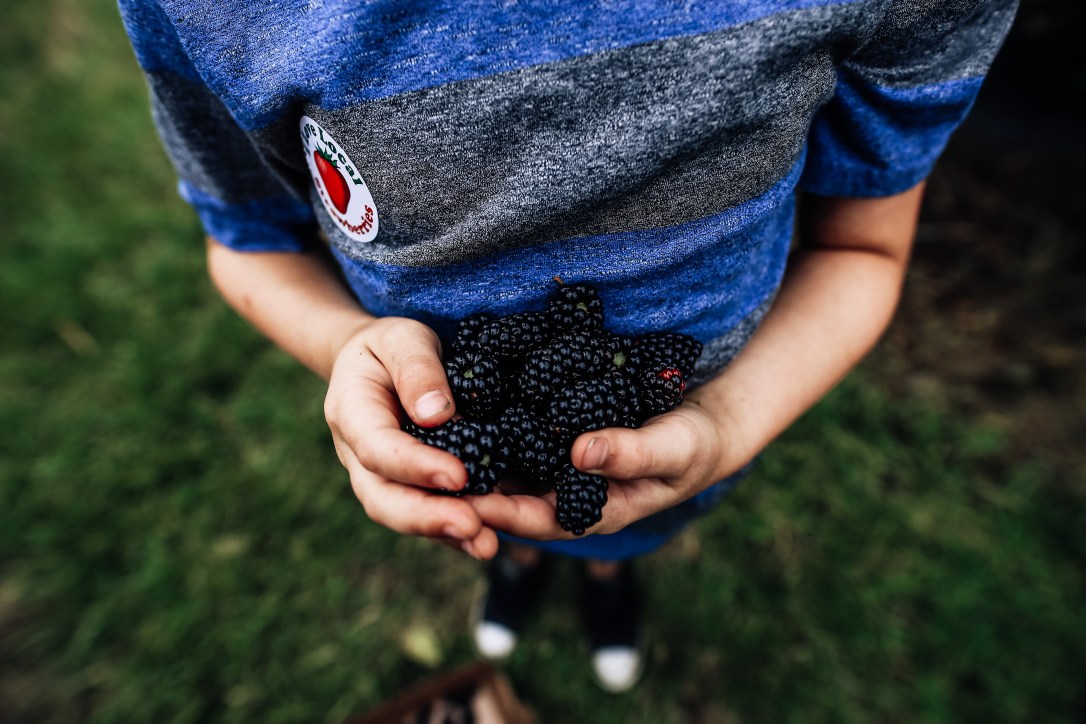 blueberry blackberry strawberry picking orchard family photography kansas city donuts berry patch