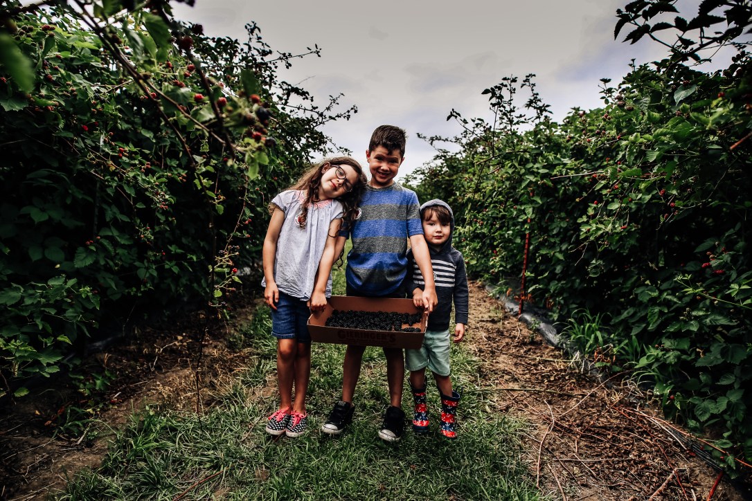 blueberry blackberry strawberry picking orchard family photography kansas city donuts berry patch