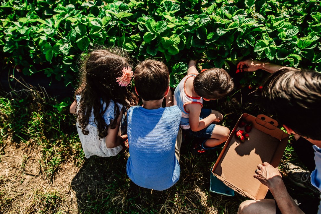 strawberry picking orchard family photography kansas city donuts berry patch