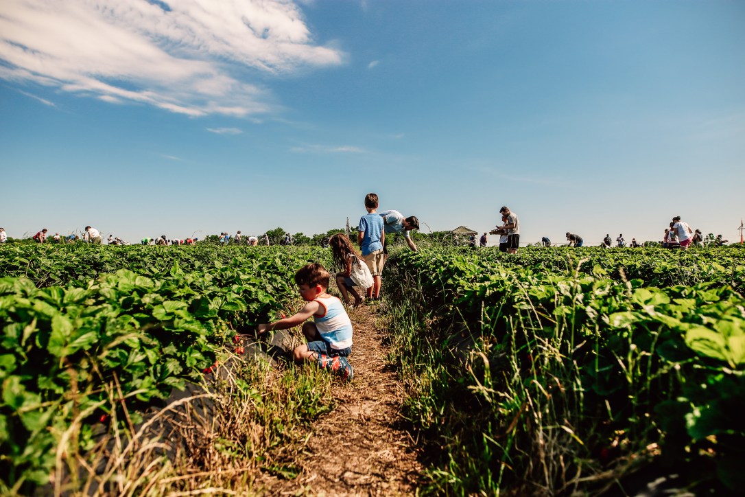 strawberry picking orchard family photography kansas city donuts berry patch