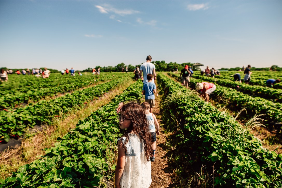 strawberry picking orchard family photography kansas city donuts berry patch