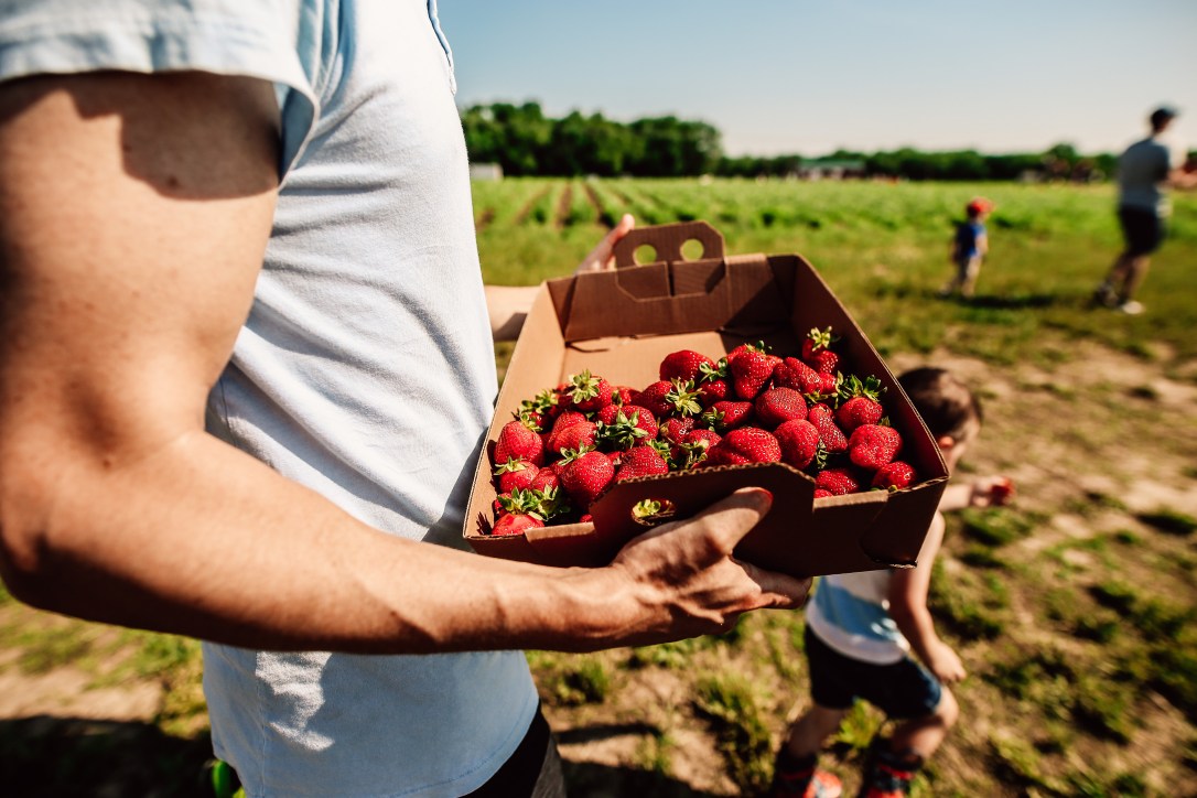 strawberry picking orchard family photography kansas city donuts berry patch