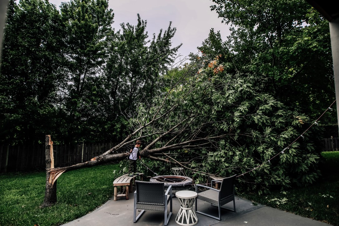 Backyard Tree Boy Summer Courtney MaCaire Photography Kansas City