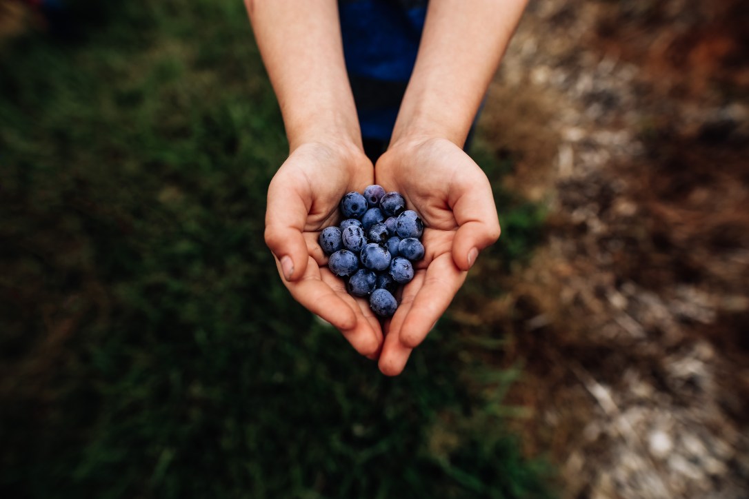 Summer Blueberry Picking Boy Hands Close up