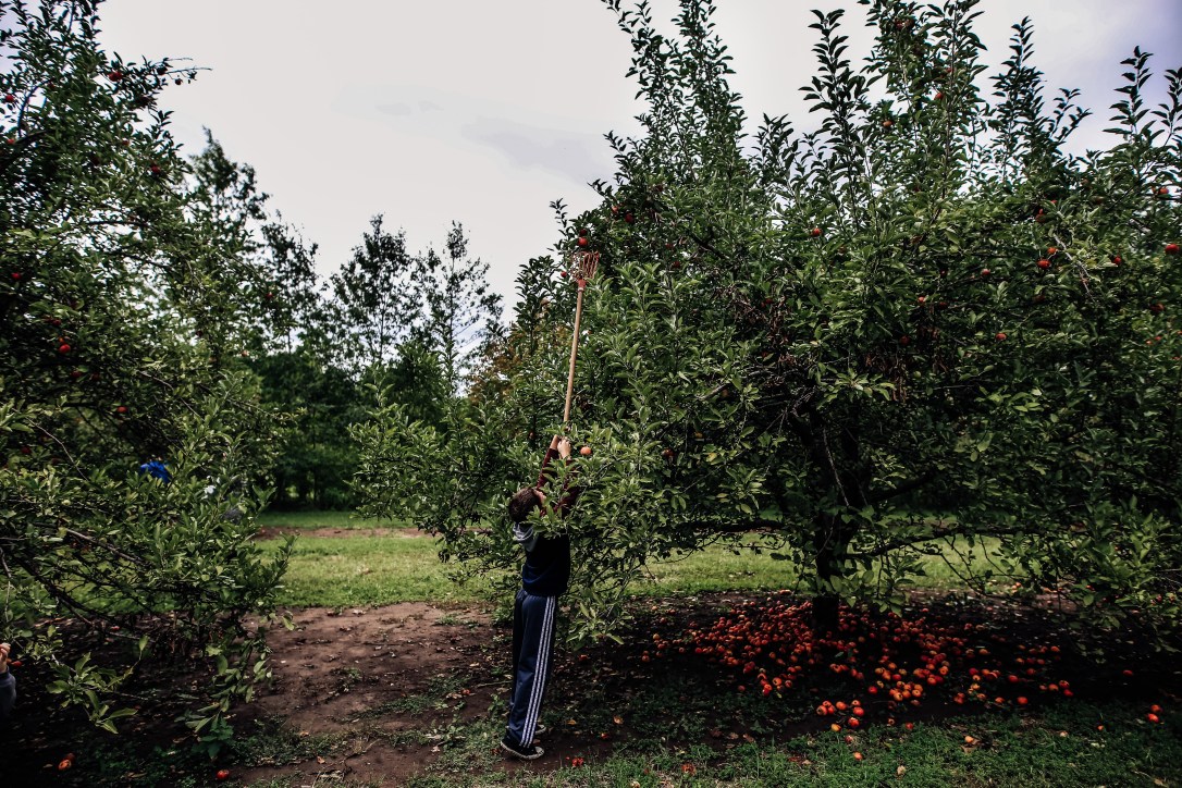 CIder Hill Family Orchard Kansas City Apple Picking Family Documentary Storytelling Photography Fall