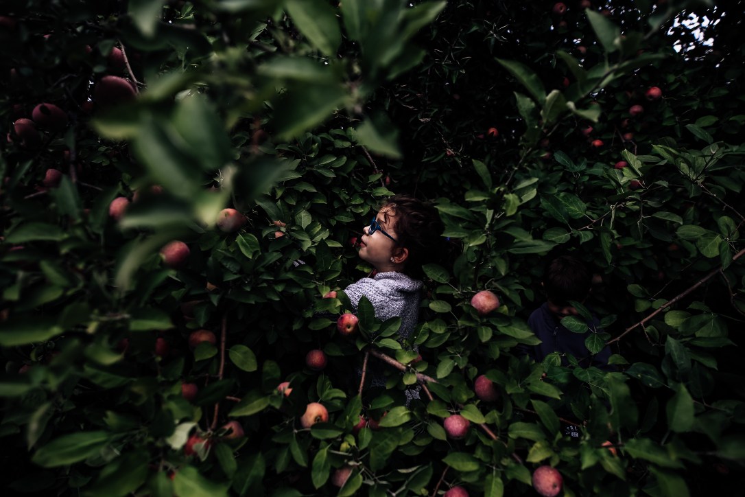 CIder Hill Family Orchard Kansas City Apple Picking Family Documentary Storytelling Photography Fall