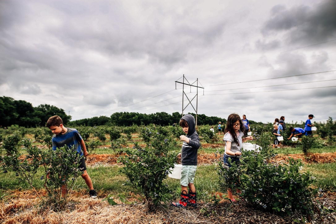 Kansas City summer blueberry picking gieringers orchard children clouds sky